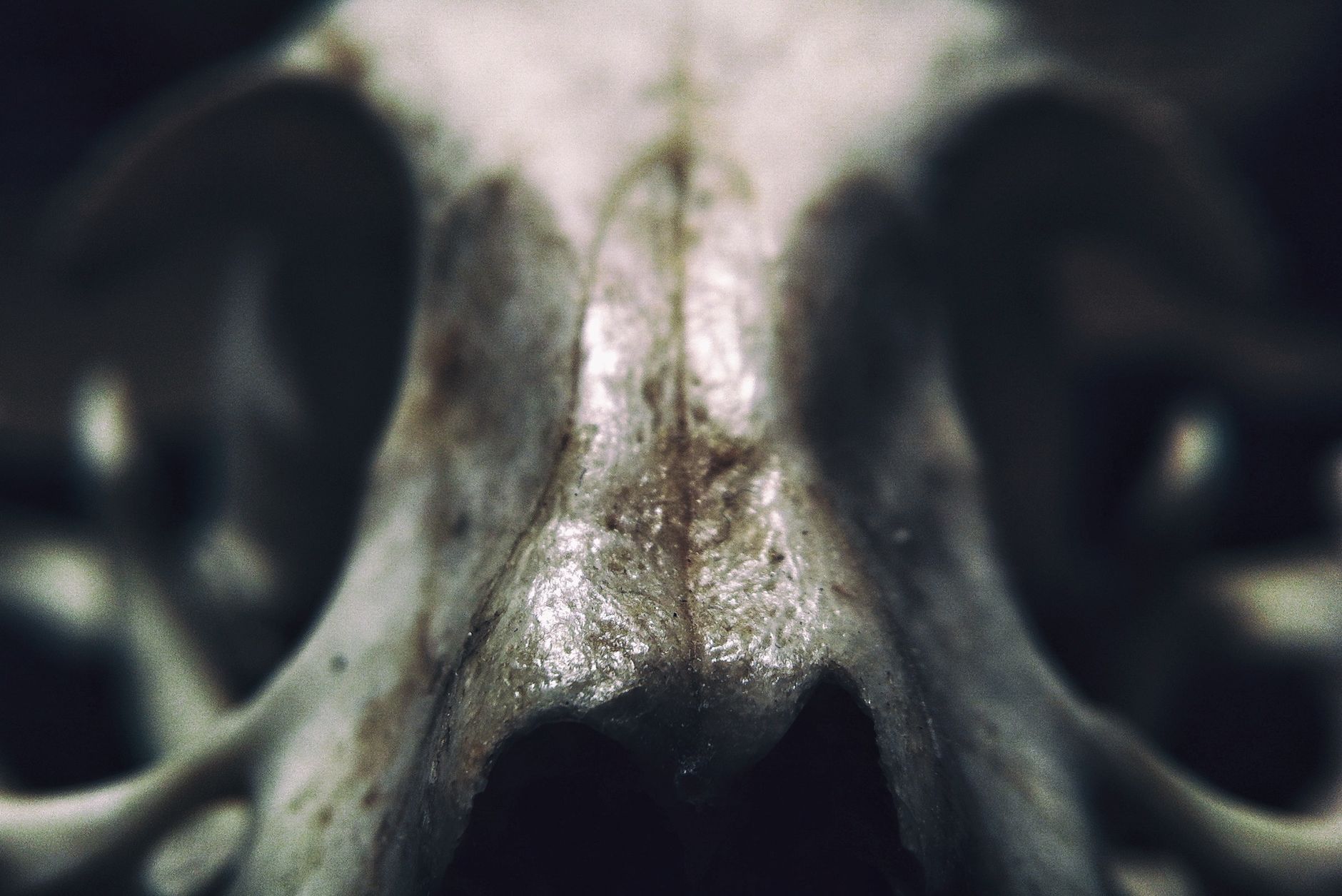 Detailed macro shot focusing on the surface texture of an animal skull, providing an eerie yet scientific perspective.
