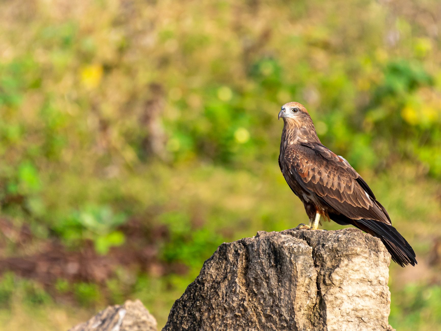 A striking bird of prey perched on a rock, showcasing its majesty in natural habitat.