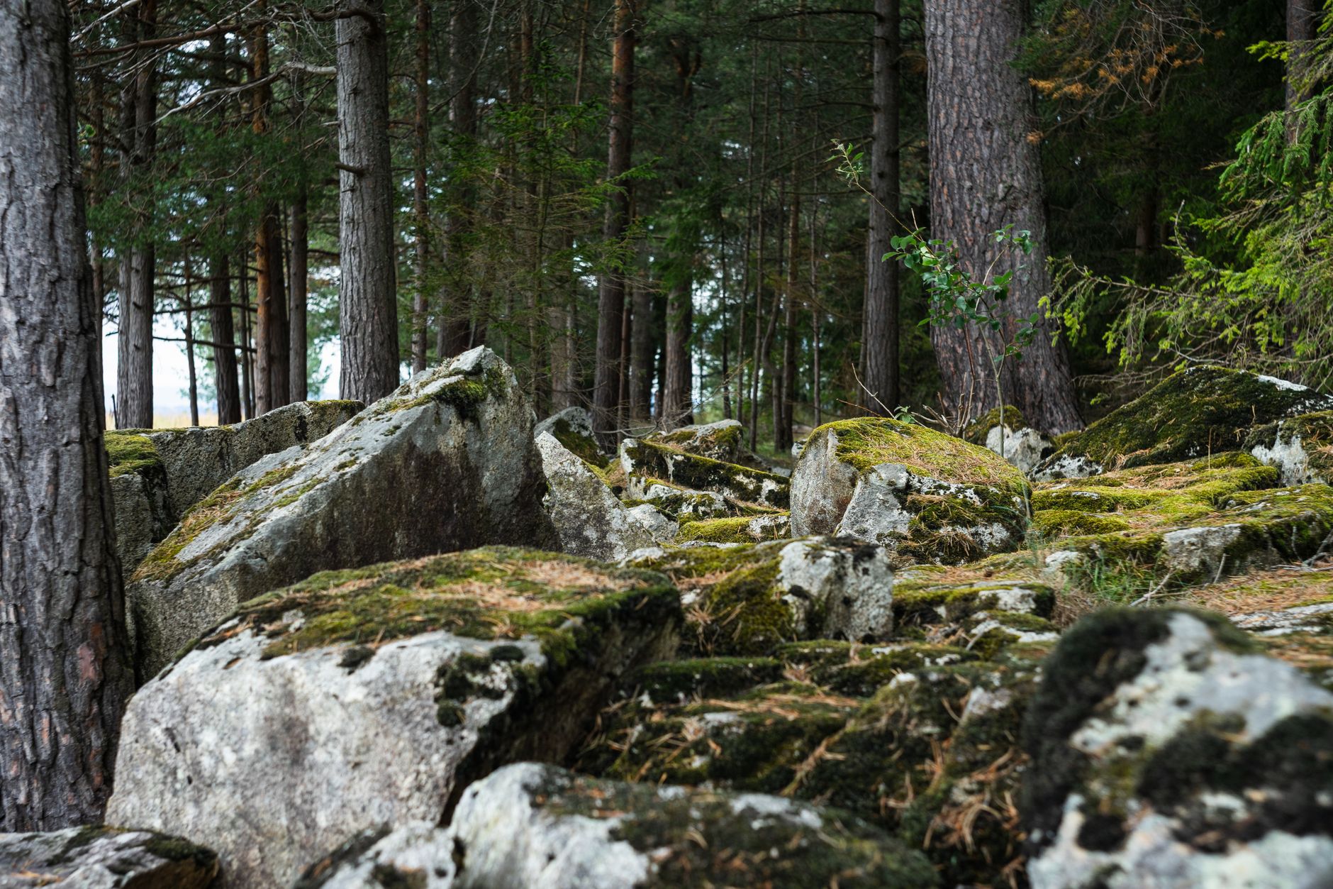 Serene Norwegian forest with mossy rocks and tall trees, capturing nature's tranquility.